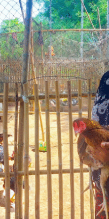 How Chicken Farming Changed Davy’s Life